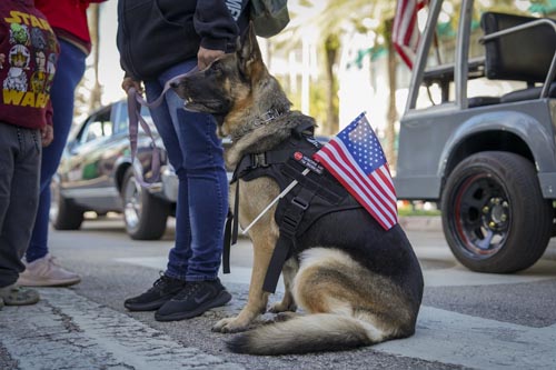 dog with american flag