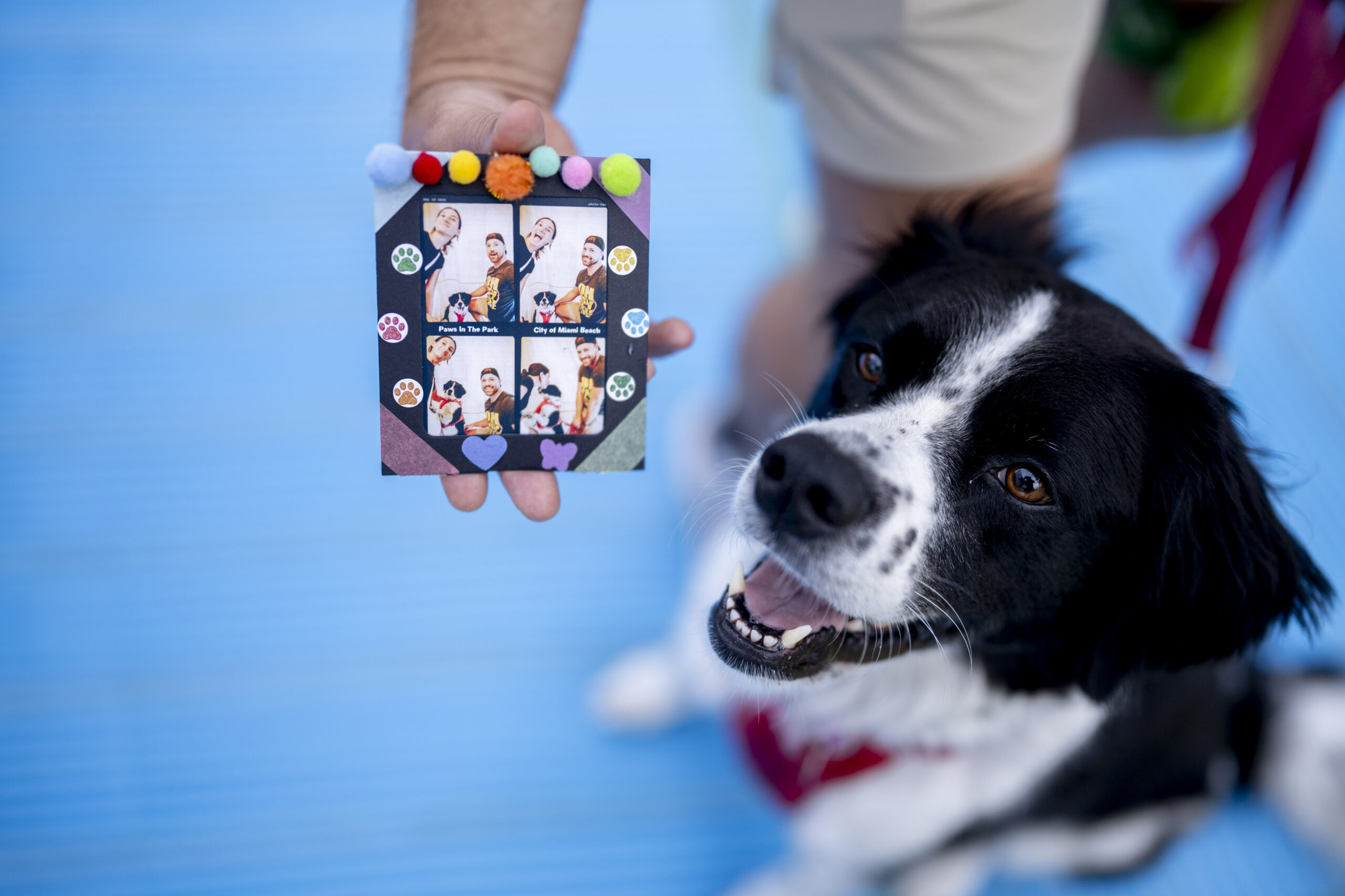 photo of dog next to framed photo of pet and owner